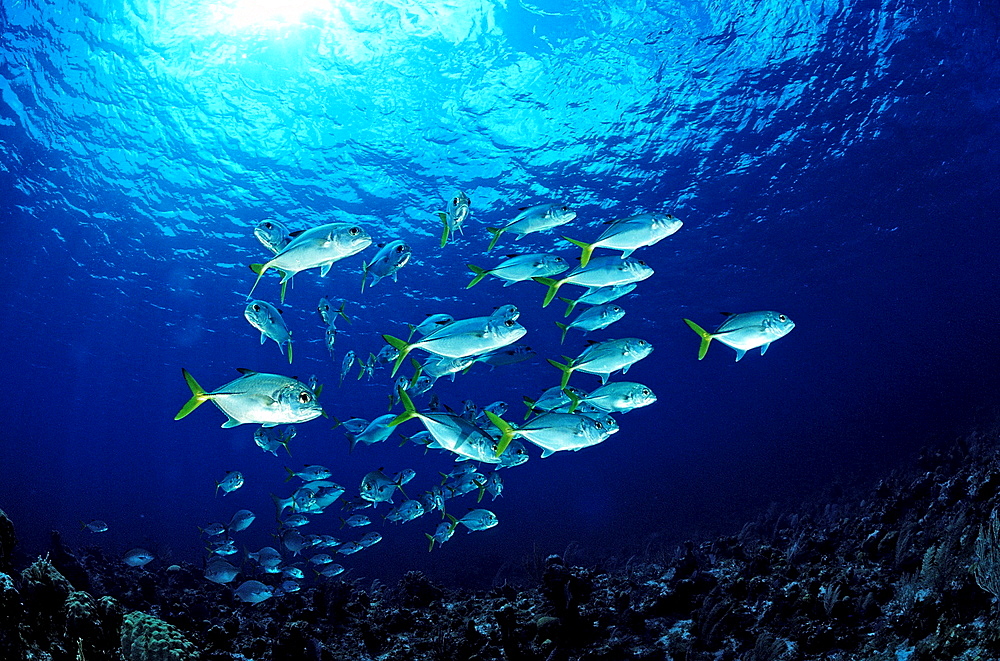 Horse-eye trevally, Caranx latus, British Virgin Islands, BVI, Caribbean Sea, Leeward Islands