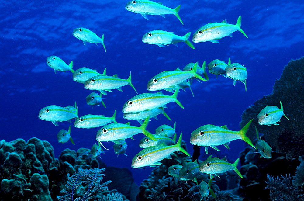 Yellow Goatfish, Mulliodichthys martinicus, British Virgin Islands, BVI, Caribbean Sea, Leeward Islands