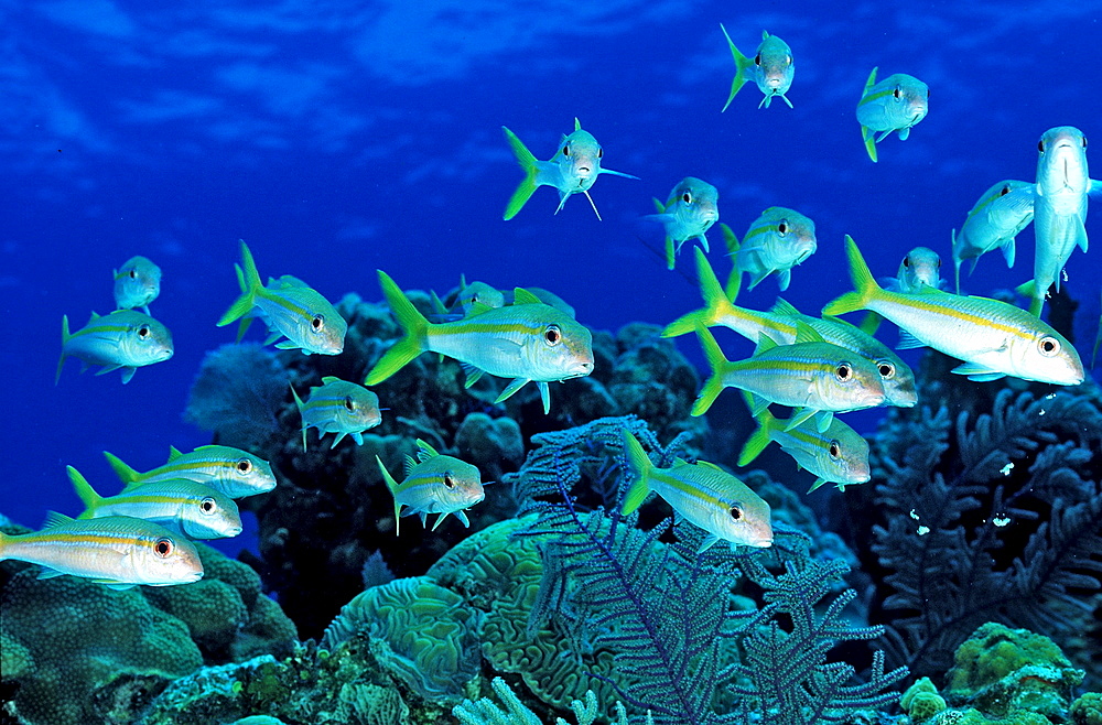 Yellow Goatfish, Mulliodichthys martinicus, British Virgin Islands, BVI, Caribbean Sea, Leeward Islands