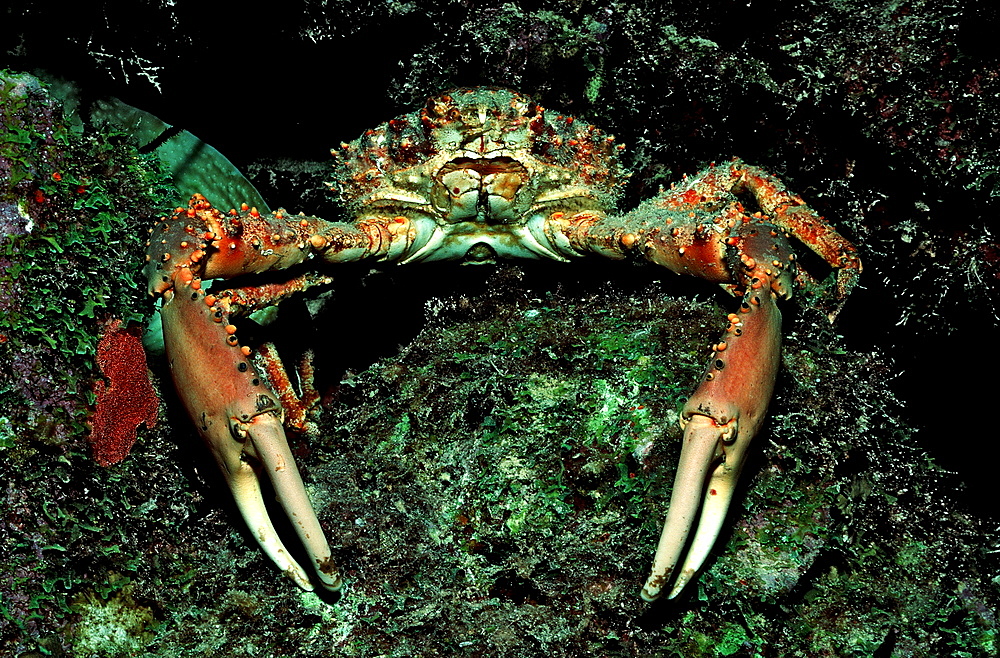 Channel Clinging Crab, Mithrax spinosissimus, British Virgin Islands, BVI, Caribbean Sea, Leeward Islands