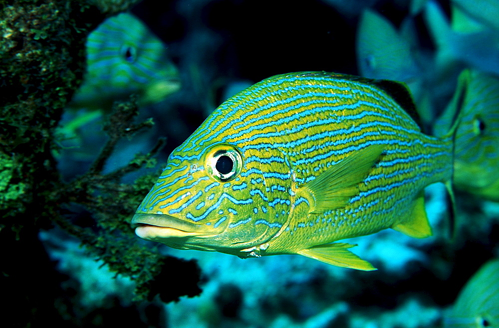 French Grunt, Haemulon flavolineatum, British Virgin Islands, BVI, Caribbean Sea, Leeward Islands