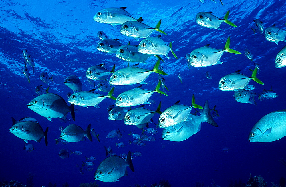 Horse-eye trevally, Caranx latus, Bahamas, Caribbean Sea, Grand Bahama Island