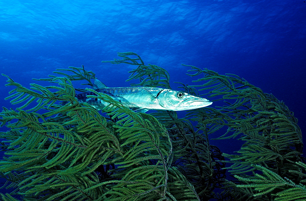 Great Barracuda, Sphyraena barracuda, Bahamas, Caribbean Sea, Grand Bahama Island