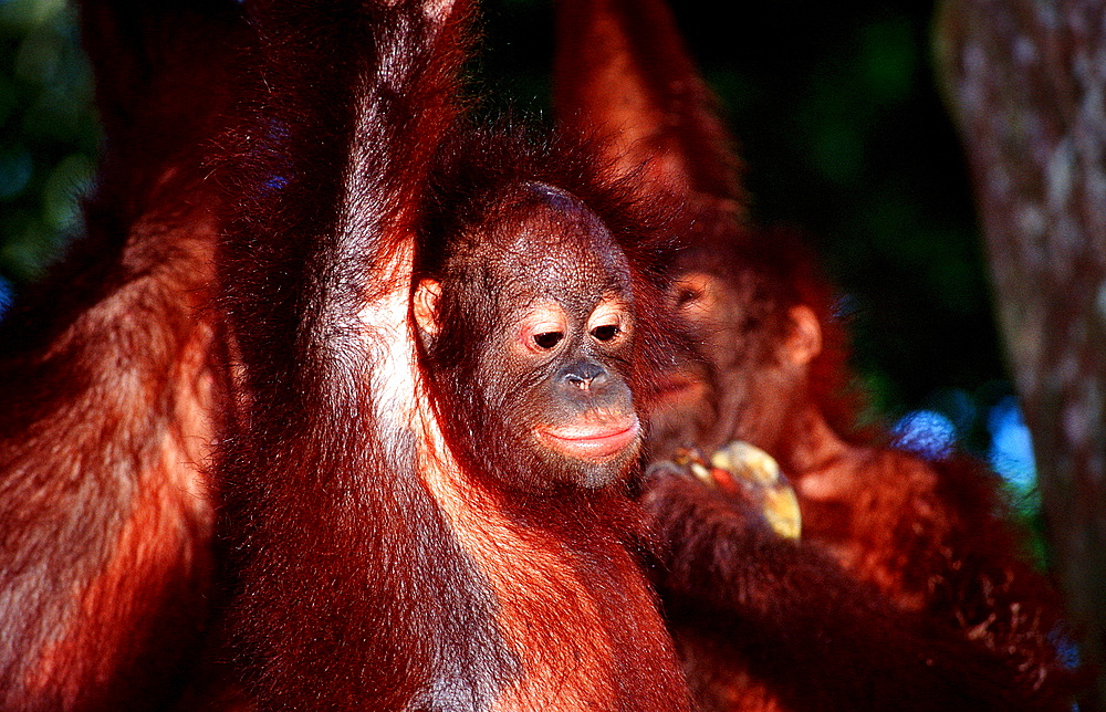 Orang-Utan, Pongo pygmaeus, Malaysia, Borneo, Sabah, Sepilok