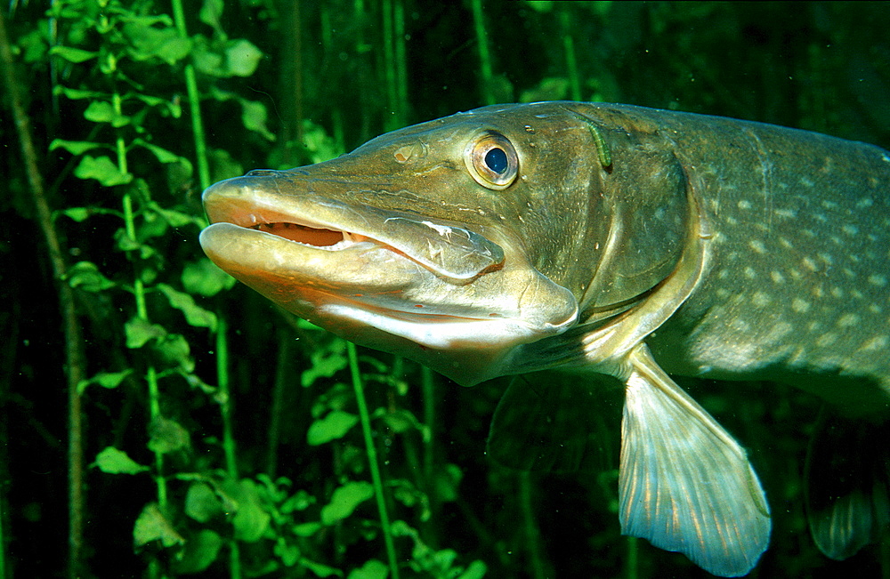 pike, Esox lucius, Germany, Bavaria