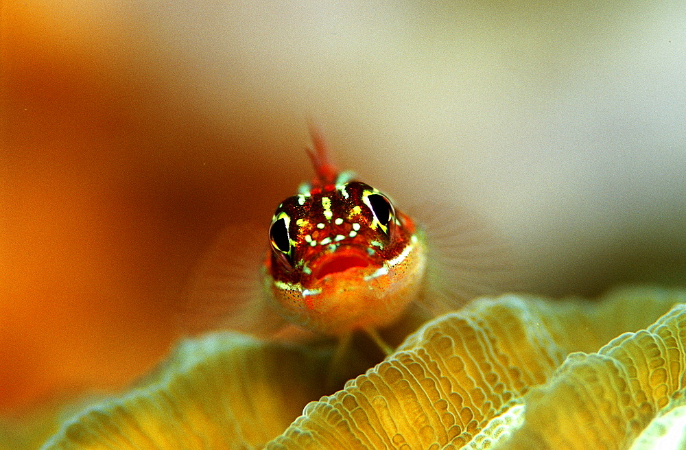 Striped triplefin, Helcogramma striata, Australia, Pacific Ocean, Great Barrier Reef