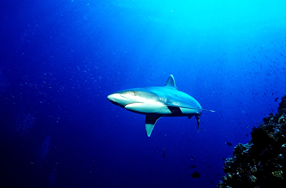 Silvertip shark, Carcharhinus albimarginatus, Fiji, Pacific Ocean