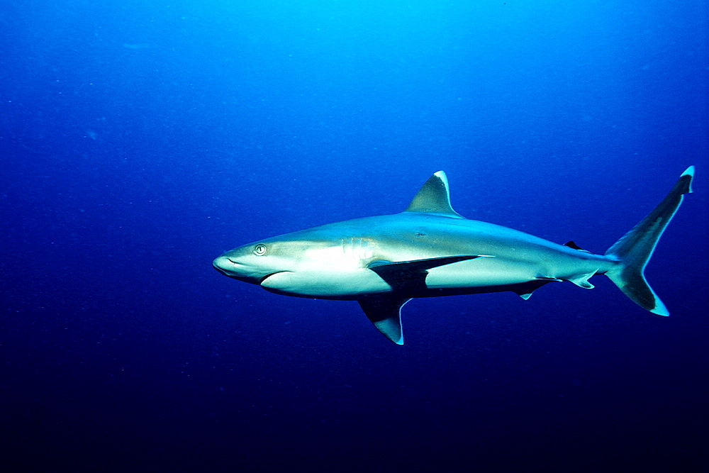 Silvertip shark, Carcharhinus albimarginatus, Fiji, Pacific Ocean