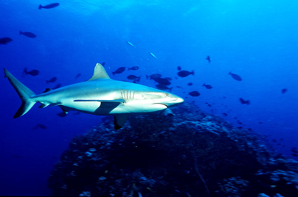 Silvertip shark, Carcharhinus albimarginatus, Australia, Pacific Ocean, Great Barrier Reef