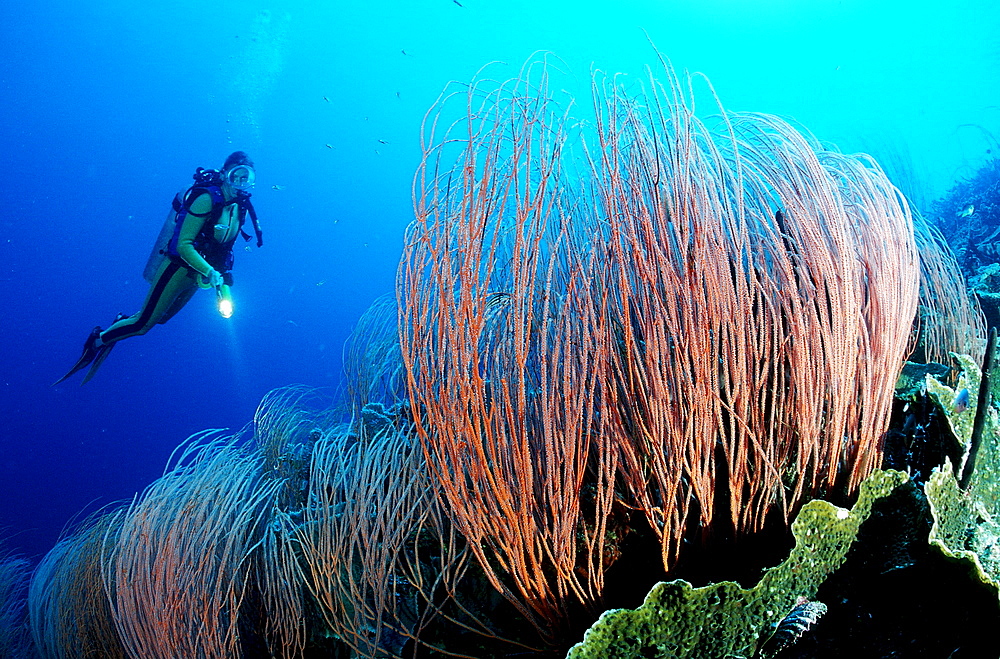 Scuba diver and coral reef, Papua New Guinea, New Britain