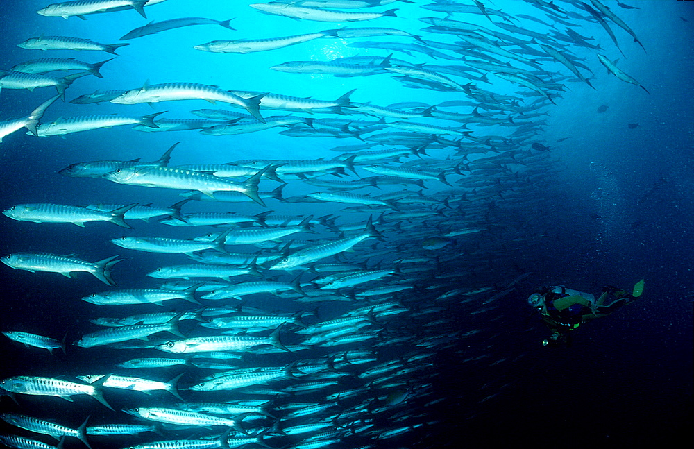 Blackfin barracuda and scuba diver, Sphyraena qenie, Malaysia, Pazifik, Pacific ocean, Borneo, Sipadan