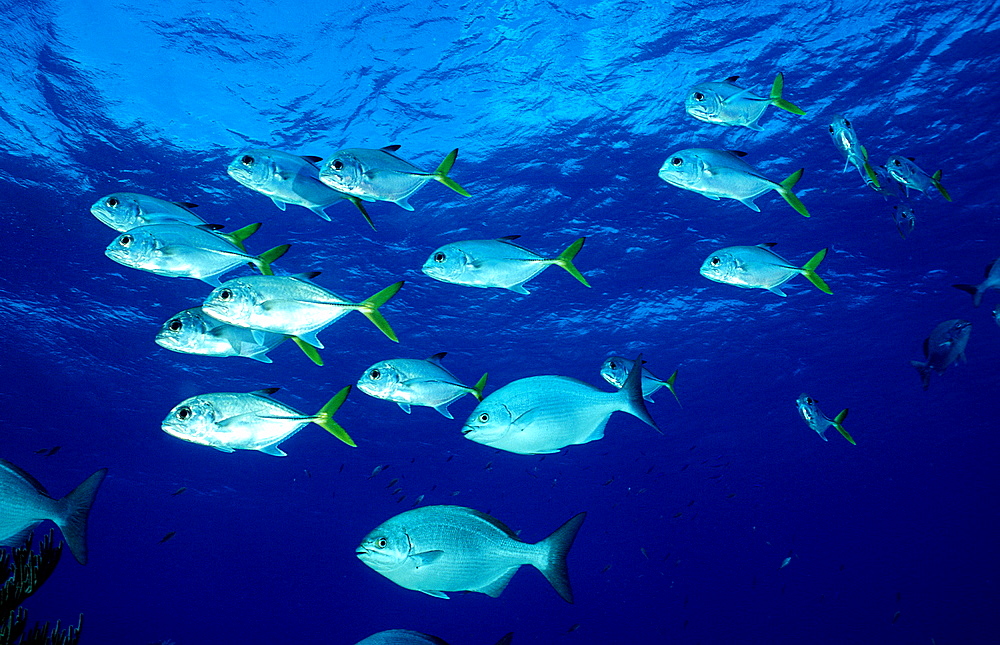 Horse-Eye Trevally, Caranx latus, Cuba, Caribbean Sea