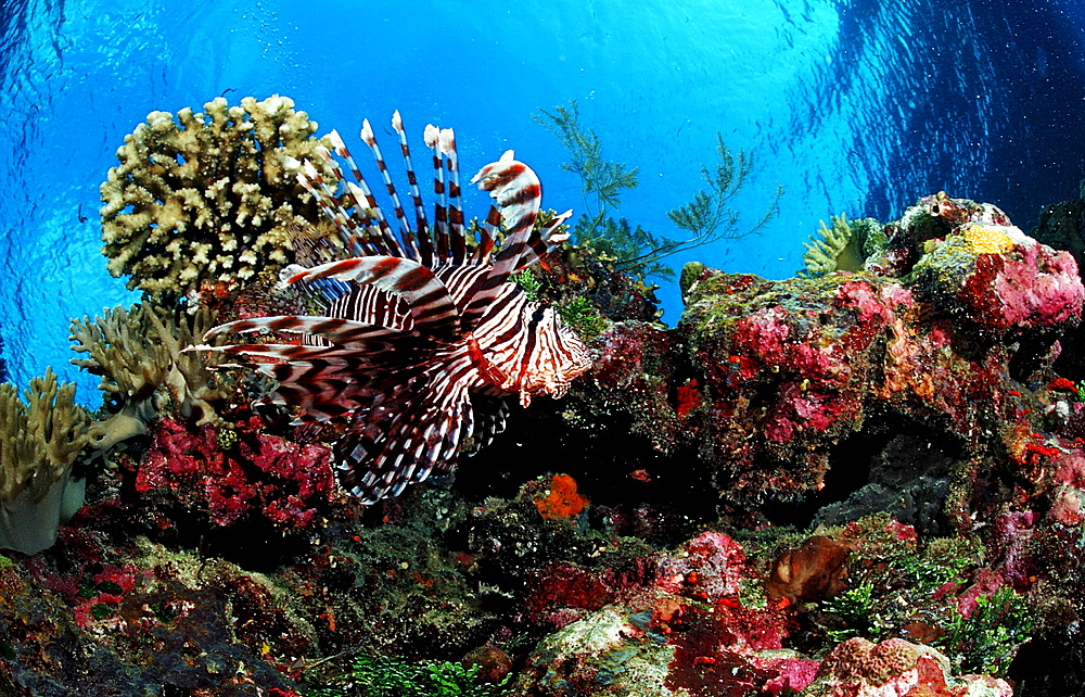 lionfish, turkeyfish and coral reef, Pterois volitans, Indonesia, Raja Ampat, Irian Jaya, West Papua, Indian Ocean