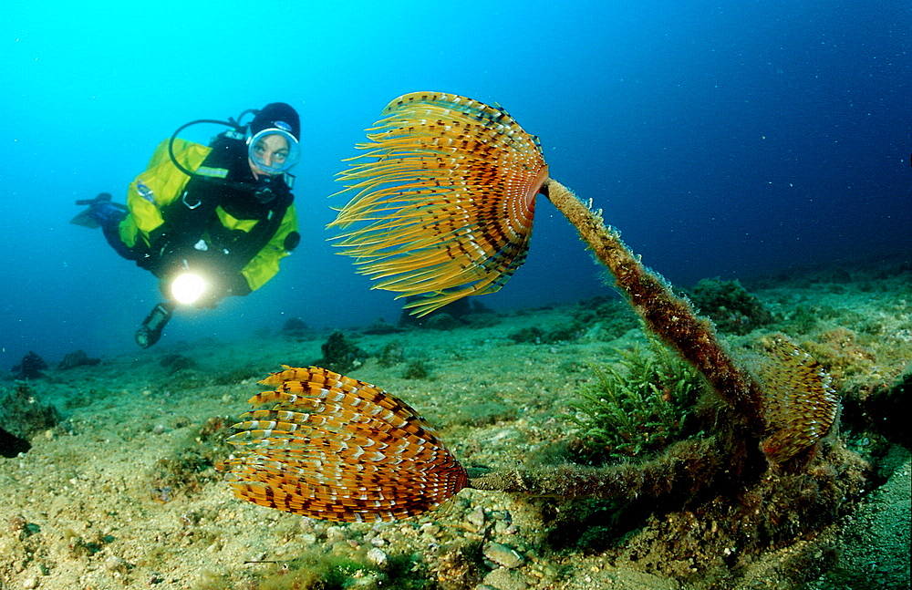 Scuba diving in the mediterranean sea, Spirographis spallanzani, Croatia, Istria, Mediterranean Sea