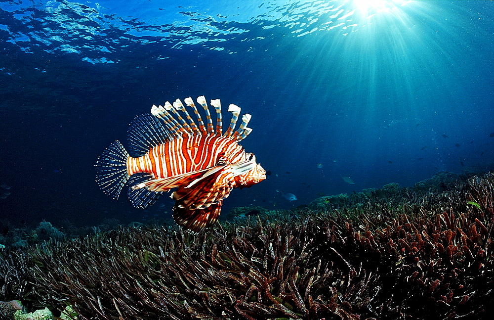 lionfish, turkeyfish over sea grass, Pterois volitans, Indonesia, Wakatobi Dive Resort, Sulawesi, Indian Ocean, Bandasea