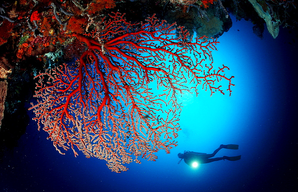 Scuba diver and Coral reef, Indonesia, Raja Ampat, Irian Jaya, West Papua, Indian Ocean