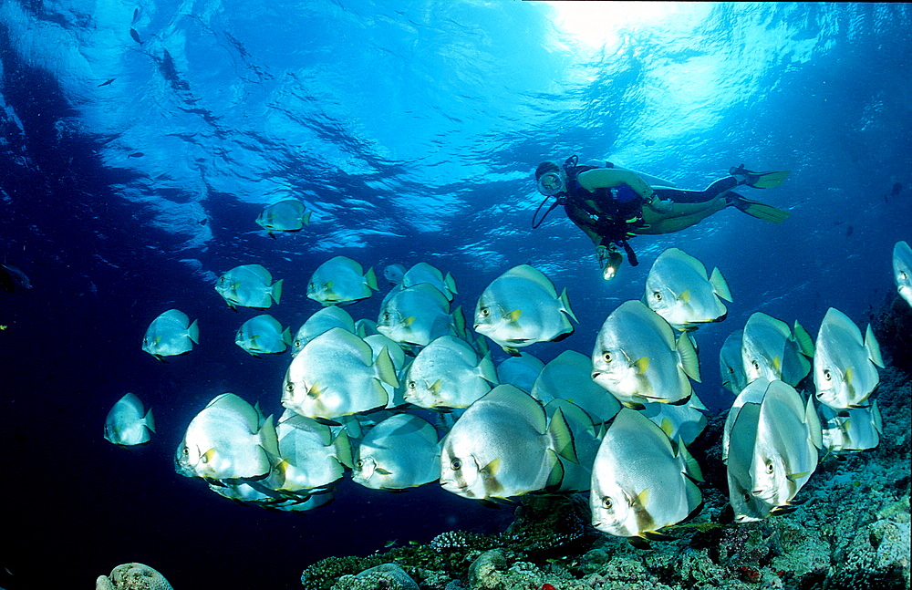 Pinnate batfish and scuba diver, Platax pinnatus, Malaysia, Pazifik, Pacific ocean, Borneo, Sipadan