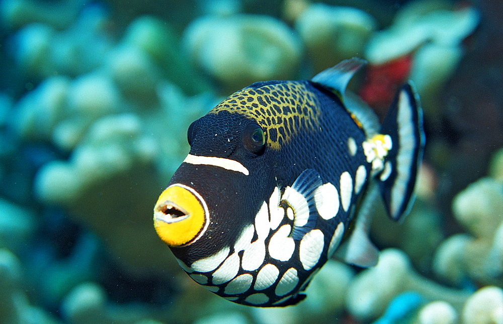 Clown triggerfish, Balistoides conspicillum, Indonesia, Wakatobi Dive Resort, Sulawesi, Indian Ocean, Bandasea