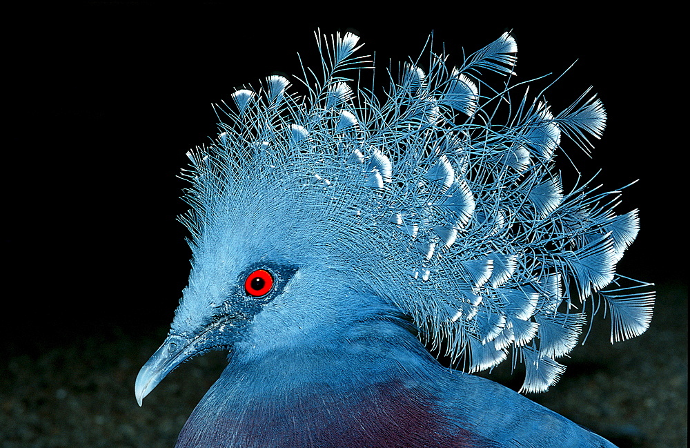 Common crowned pigeon, Goura cristata, Papua New Guinea, Tari, Huli, Highlands