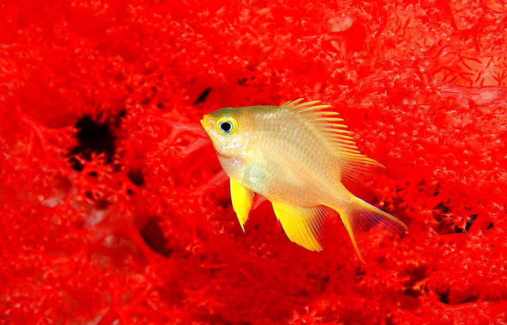 Yellowfin damsel, Neoglyphidodon nigroris, Indonesia, Wakatobi Dive Resort, Sulawesi, Indian Ocean, Bandasea