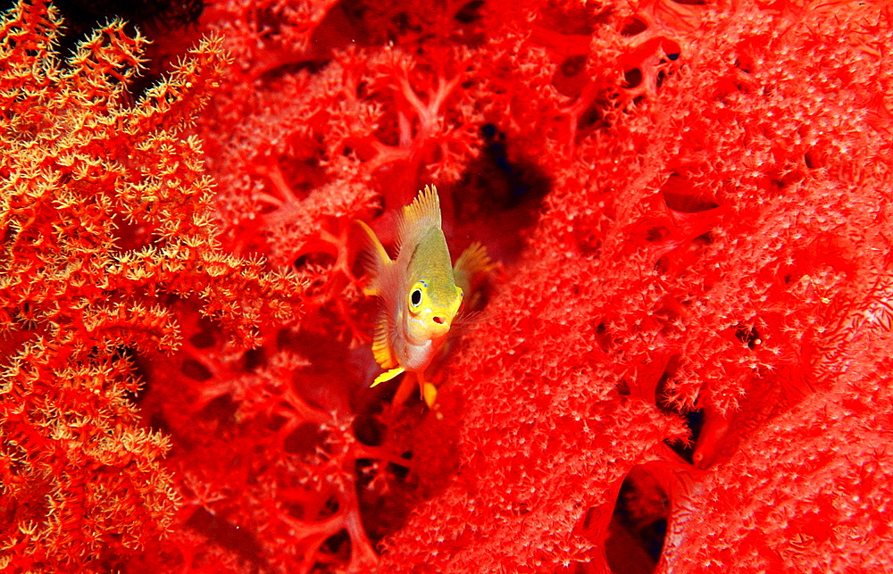 Yellowfin damsel, Neoglyphidodon nigroris, Indonesia, Wakatobi Dive Resort, Sulawesi, Indian Ocean, Bandasea