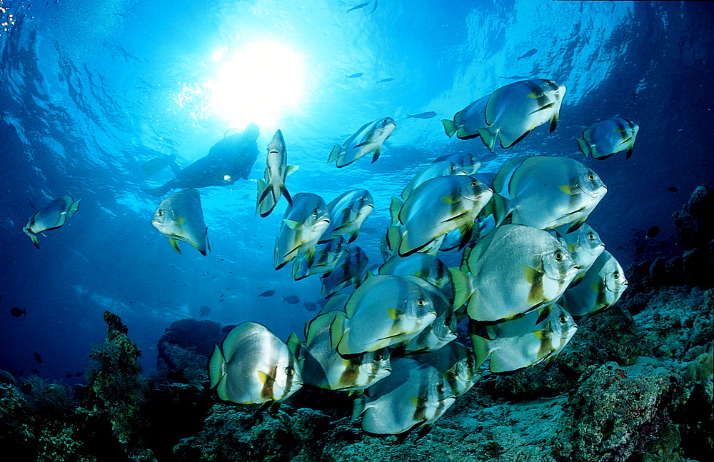 Pinnate batfish and scuba diver, Platax pinnatus, Malaysia, Pazifik, Pacific ocean, Borneo, Sipadan