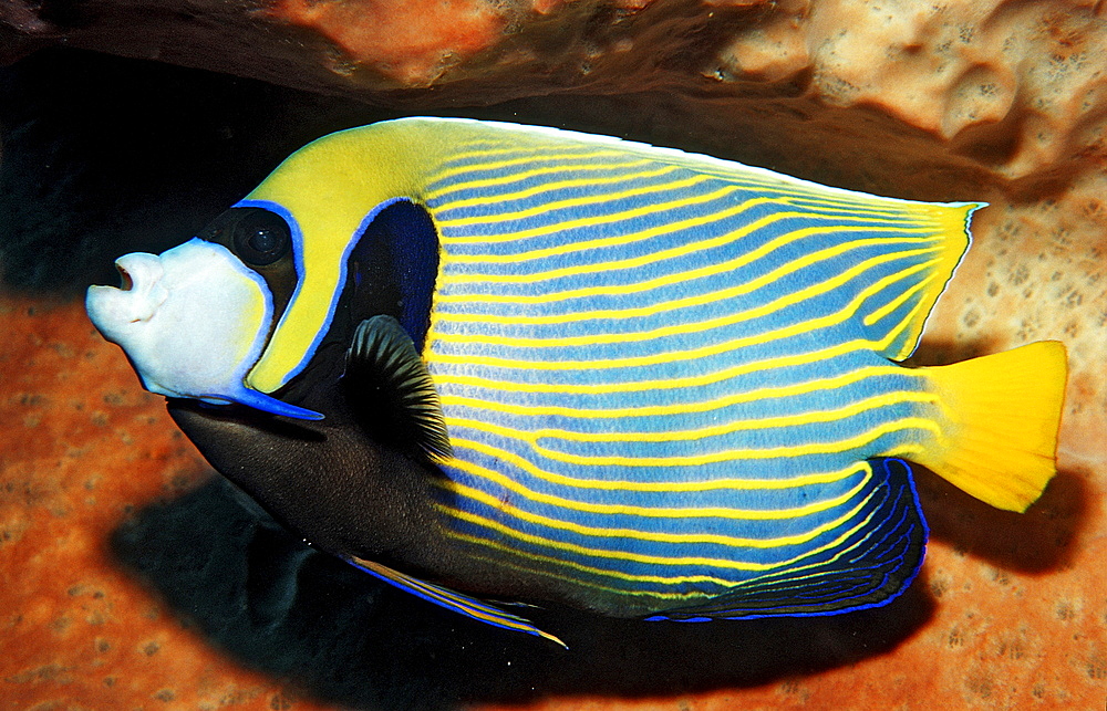 Emperor angelfish, Pomacanthus imperator, Indonesia, Raja Ampat, Irian Jaya, West Papua, Indian Ocean