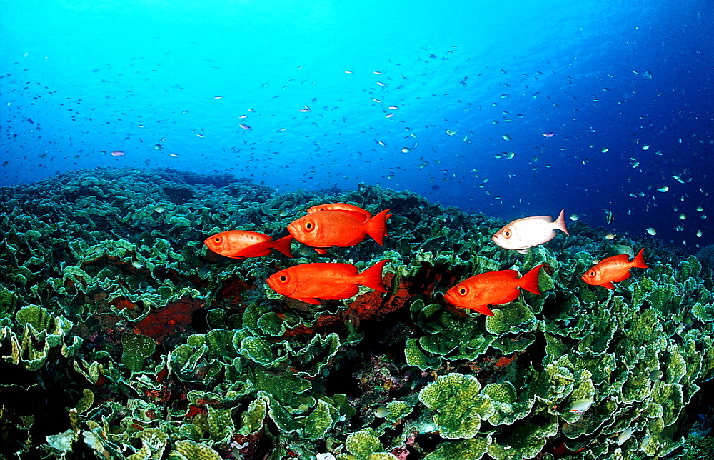 Schooling Crescent-tail bigeyes, Priacanthus hamrur, Indonesia, Wakatobi Dive Resort, Sulawesi, Indian Ocean, Bandasea