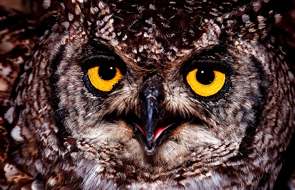 European Eagle Owl, Bubo bubo, Germany, Bavaria