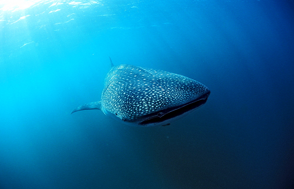 Whale shark, Rhincodon thypus, Kenya, Kenia, East Africa, Indian Ocean