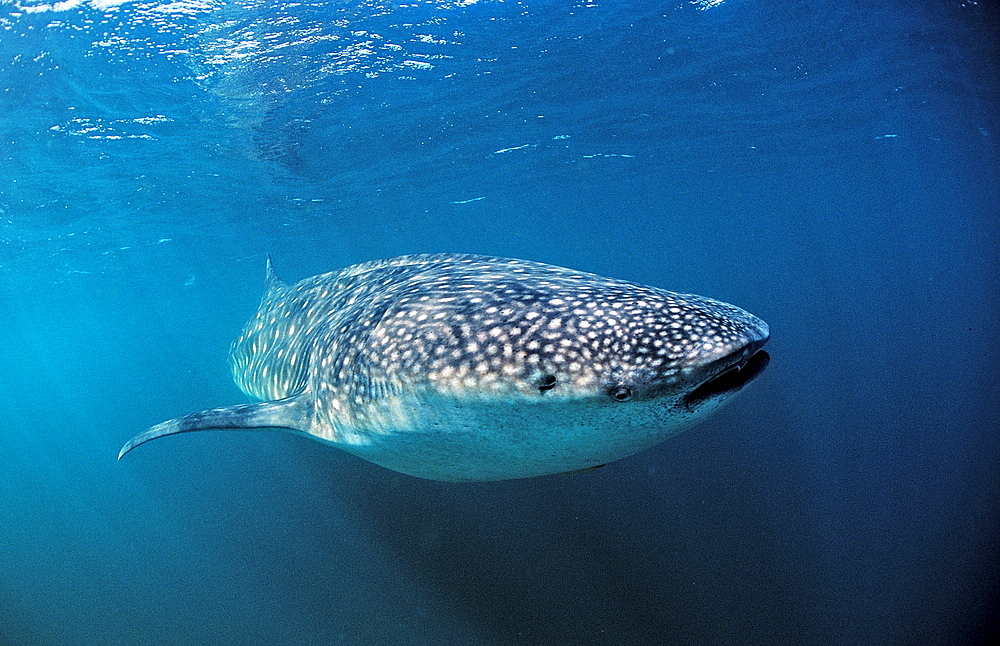 Whale shark, Rhincodon thypus, Australia, Western Australia, Ningaloo Reef, Indian Ocean