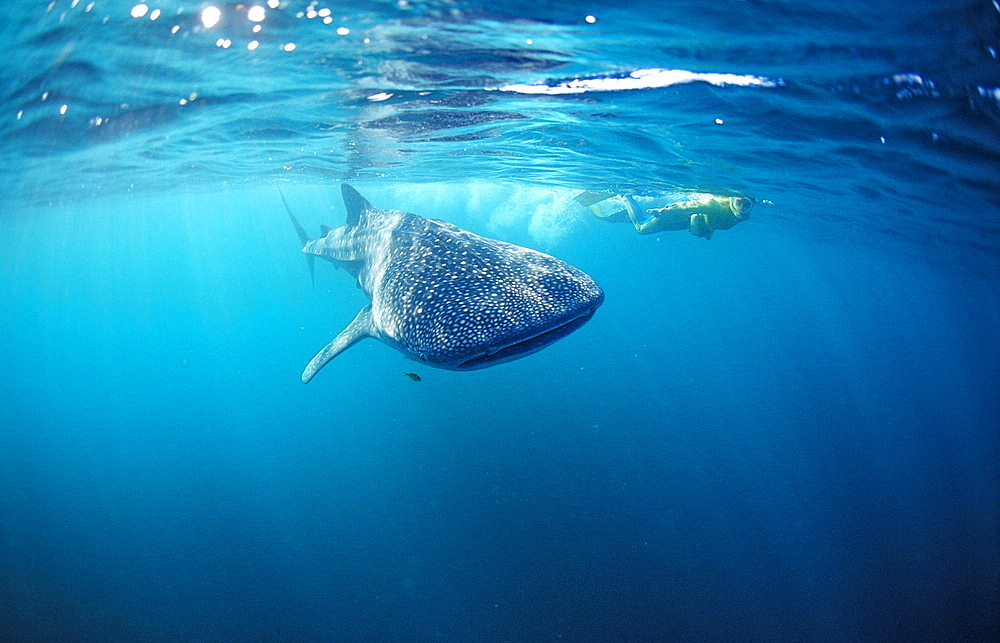 Female snorkeler swims with Whale shark, Rhincodon thypus, Australia, Western Australia, Ningaloo Reef, Indian Ocean