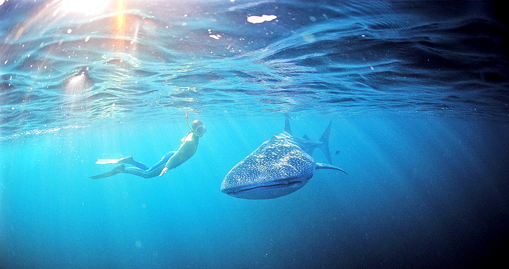 Female snorkeler swims with Whale shark, Rhincodon thypus, Australia, Western Australia, Ningaloo Reef, Indian Ocean