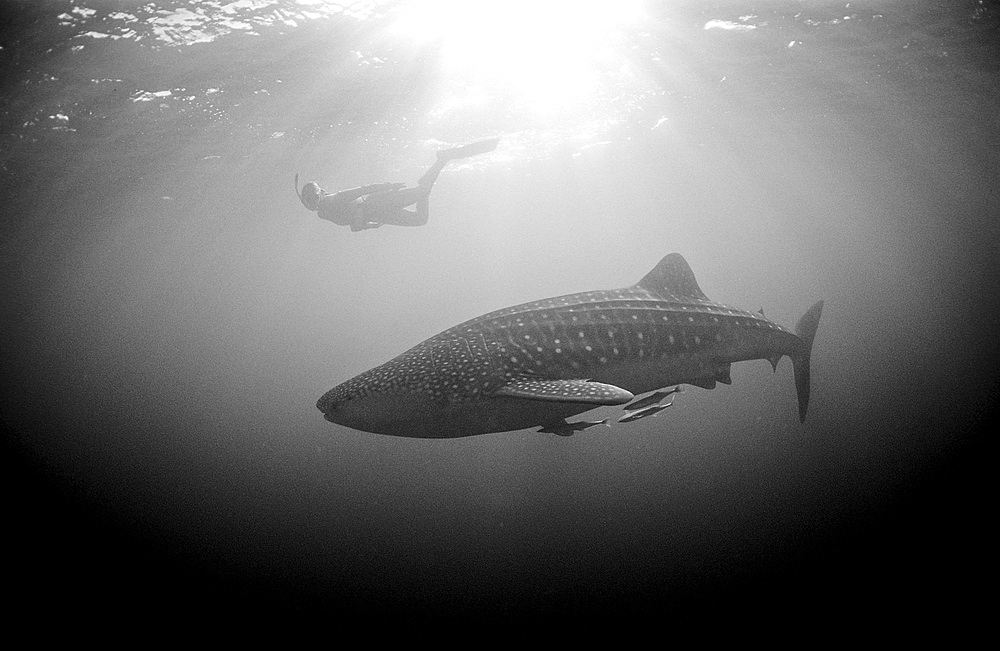 Female snorkeler swims with Whale shark, Rhincodon thypus, Australia, Western Australia, Ningaloo Reef, Indian Ocean