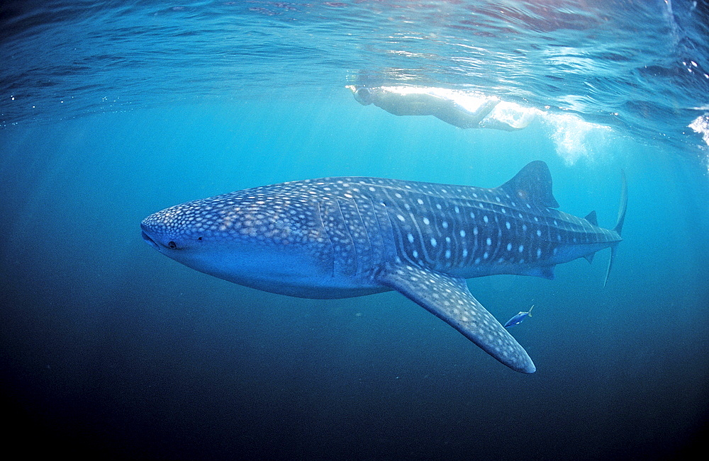 Female snorkeler swims with Whale shark, Rhincodon thypus, Seychelles, Africa, Indian Ocean