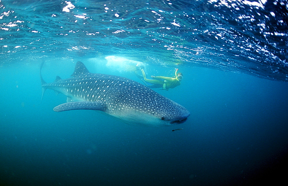 Female snorkeler swims with Whale shark, Rhincodon thypus, Thailand, Asia, Indian Ocean