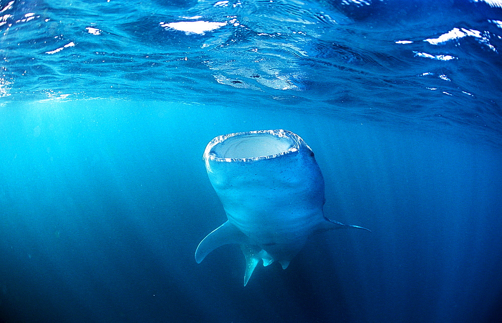 Eating Whale shark, Rhincodon thypus, Thailand, Asia, Indian Ocean