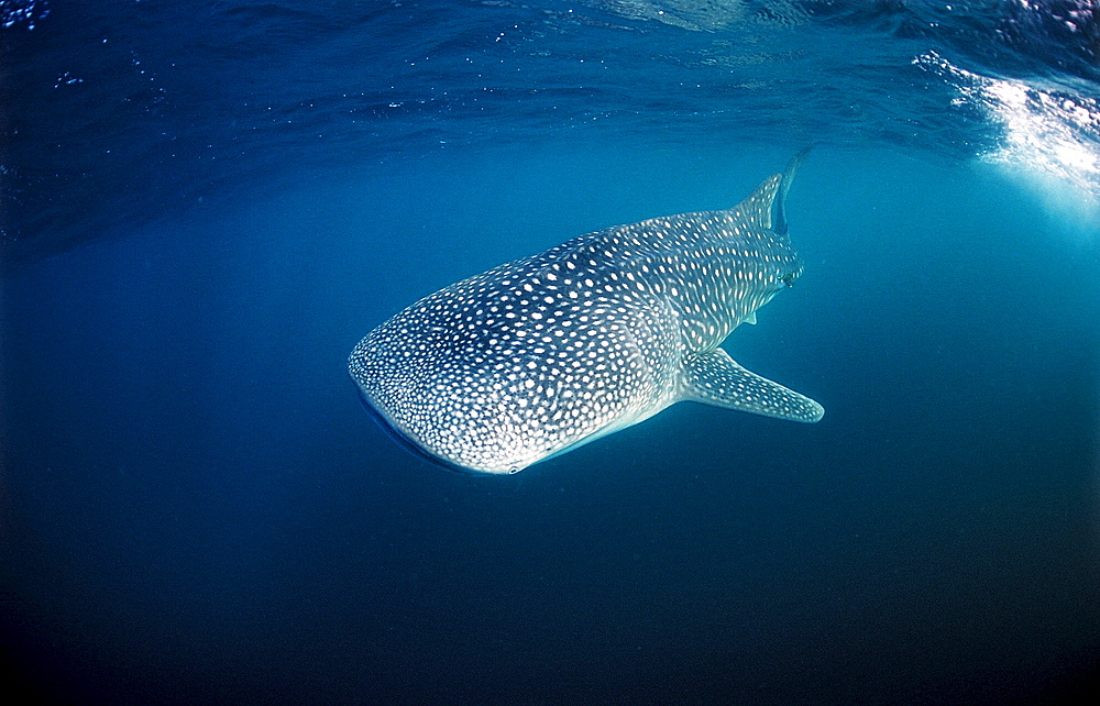 Whale shark, Rhincodon thypus, Mauritius, Africa, Indian Ocean