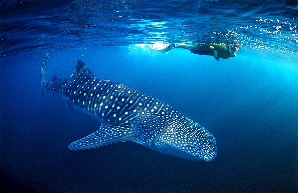 Female snorkeler swims with Whale shark, Rhincodon thypus, Palau, Micronesia, Indian Ocean