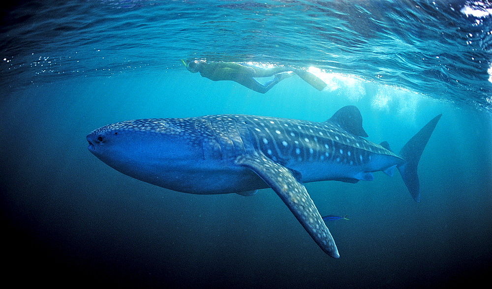 Female snorkeler swims with Whale shark, Rhincodon thypus, Madagascar, Africa, Indian Ocean