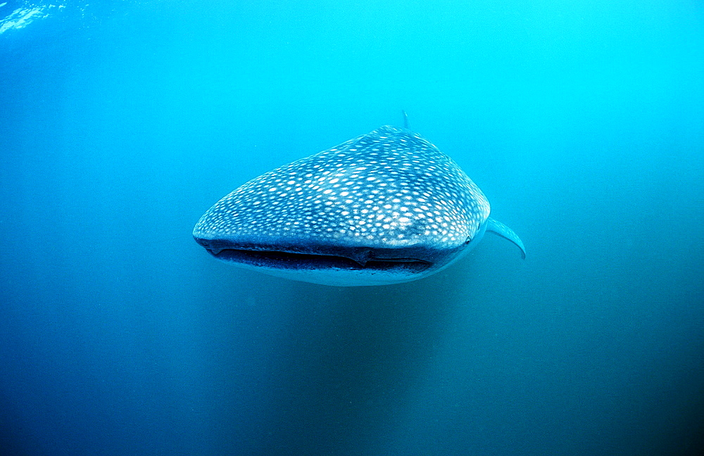 Whale shark, Rhincodon thypus, Reunion, La R?union, France, Indian Ocean