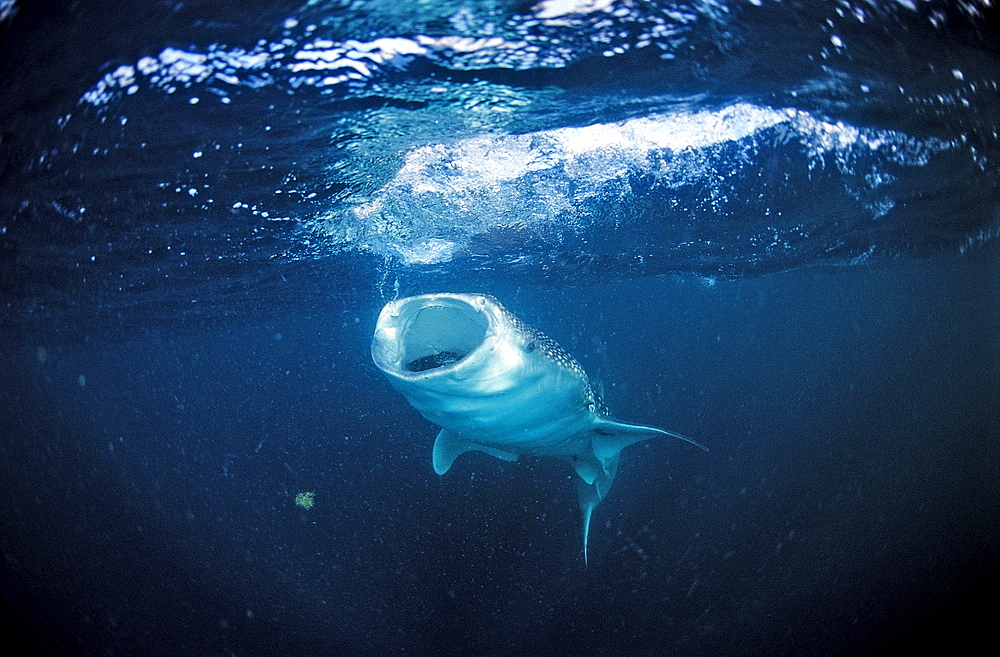 Eating Whale shark, Rhincodon thypus, Australia, Western Australia, Ningaloo Reef, Indian Ocean