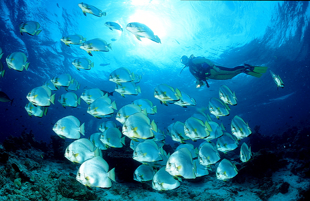 Pinnate batfish and scuba diver, Platax pinnatus, Malaysia, Pazifik, Pacific ocean, Borneo, Sipadan