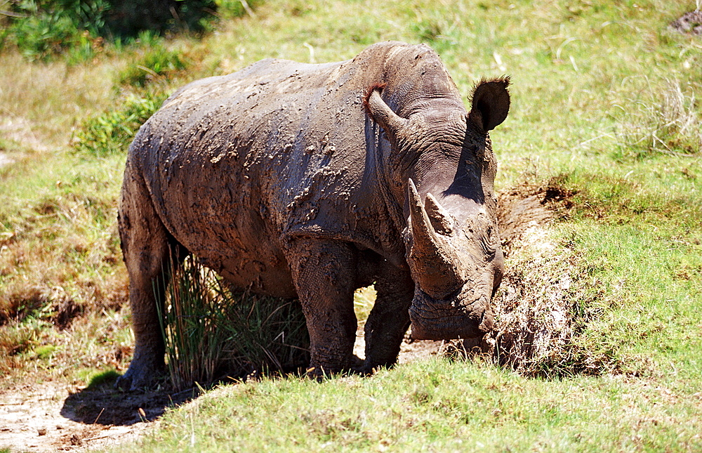 Wide-mouthed Rhinoceros, Ceratotherium simum, South Africa, Kragga Kamma Game Park, Port Elizabeth, Ibhayi