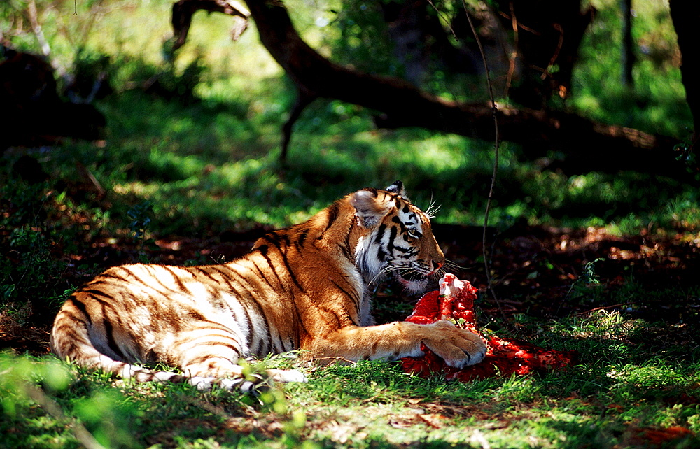 Bengal Tiger eating prey, Panthera tigris tigris, India, Bandhavgarh National Park Madhya Pradesh