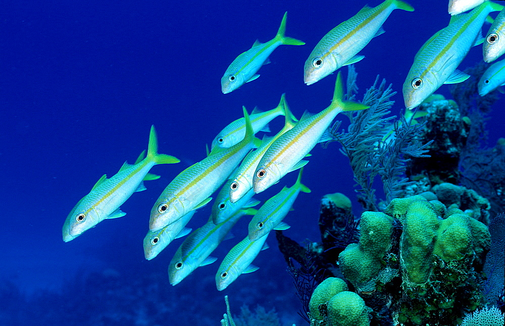 Yellow Goatfish, Mulliodichthys martinicus, Dominican Republic, Caribbean Sea