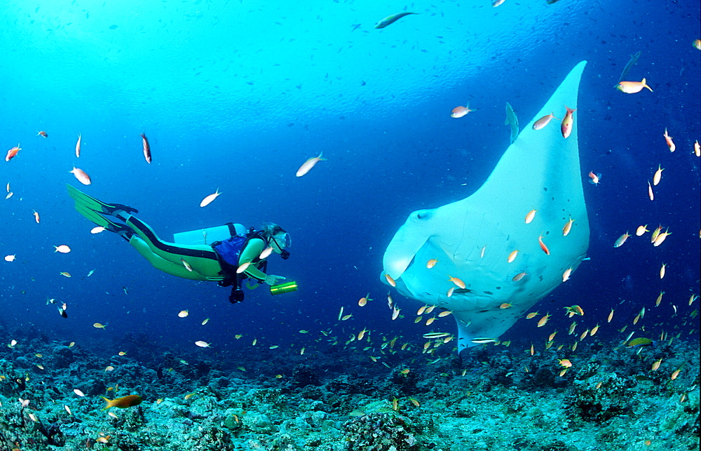 Manta ray and scuba diver, Manta birostris, Maldives Island, Indian Ocean, Ari Atol