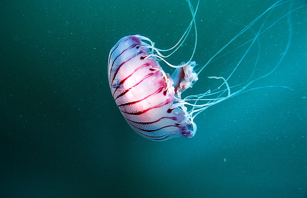 Compass Jellyfish, Chrysaora hysocella, South Africa, Port Elizabeth, Ibhayi, Madiba Bay, Indian Ocean