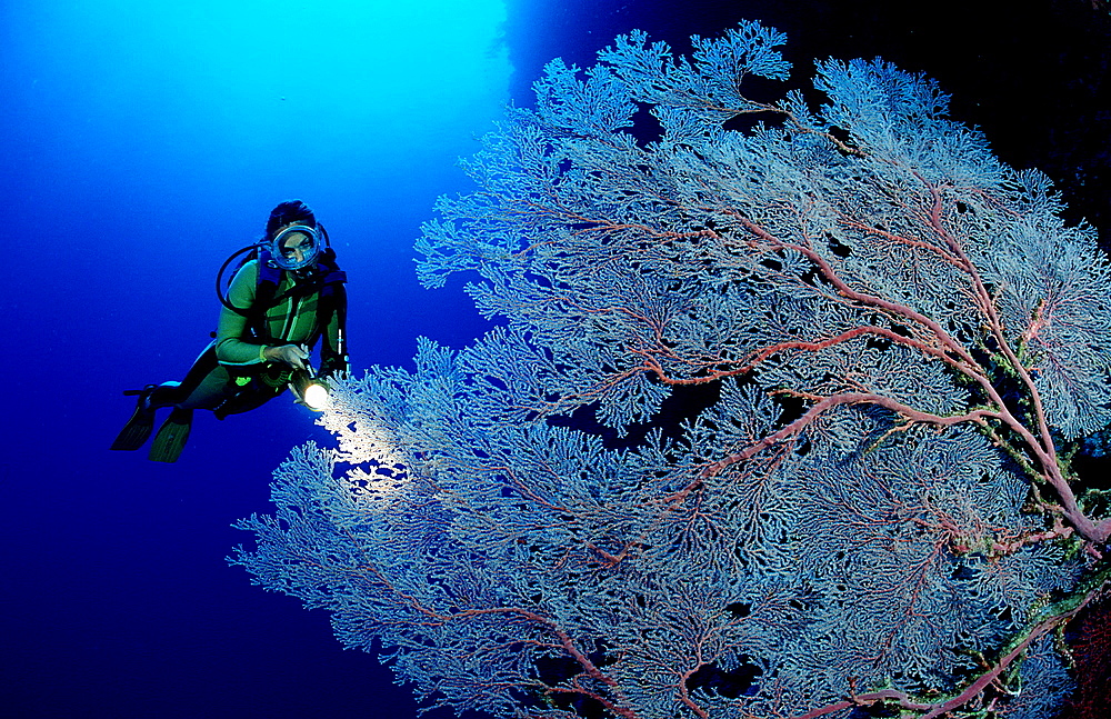 Sea fan and scuba diver, Gorgonaria, Palau, Pacific ocean