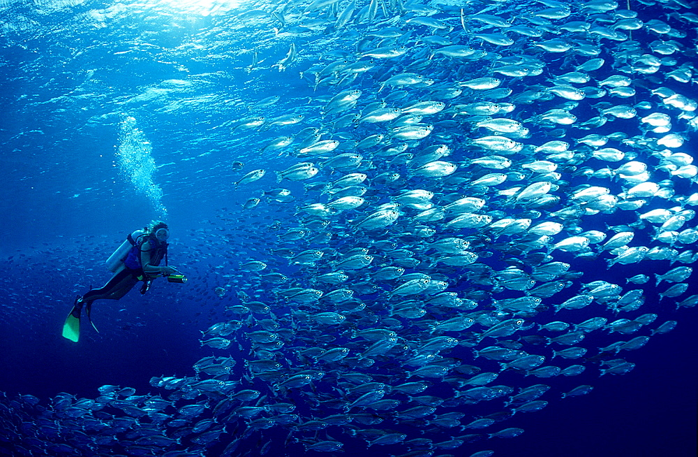 shoal of fishes, schooling fishes and scuba diver, Egypt, Red Sea, Brother Islands, Brothers, El Akhawein